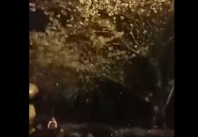 武樱花节变樱花劫 邓亚萍：摇下的是素质
